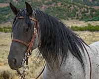 family-horse-rocky-mountain