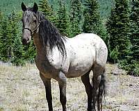 gaited-horse-rocky-mountain