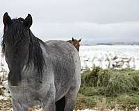 gentle-horse-rocky-mountain