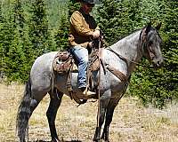 my-horse-connection-rocky-mountain