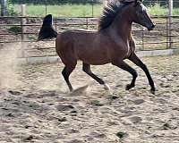 star-sock-horse