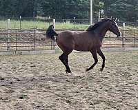 appointment-arabian-horse