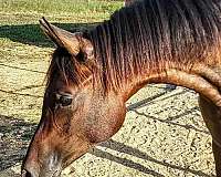 patron-arabian-horse
