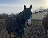 quarter-horse-gelding