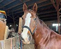 quarter-horse-for-sale