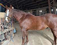 quarter-horse