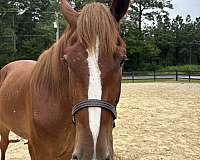 16-hand-draft-gelding
