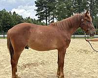 sorrel-draft-gelding