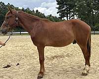 sorrel-gelding-for-sale