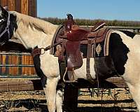 all-around-paint-horse