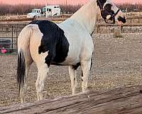 western-dressag-paint-horse
