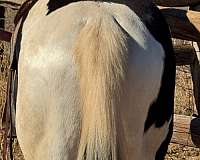 easy-going-trail-paint-horse