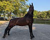 bow-tennessee-walking-horse