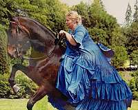 spanish-walk-tennessee-walking-horse