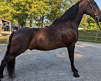 all-tennessee-walking-horse