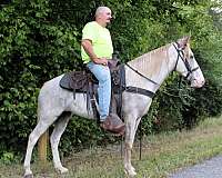 horse-for-sael-mare