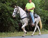 gelding-for-sale-mare