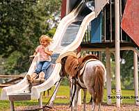 companion-pony