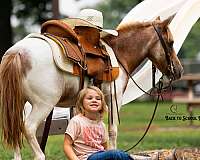 driving-pony