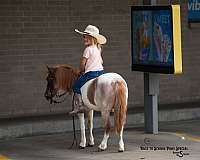 trail-pony