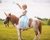 pinto-all-around-pony