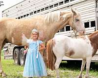 pinto-athletic-pony