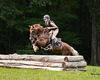 beginner-quarter-pony