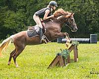 athletic-quarter-pony
