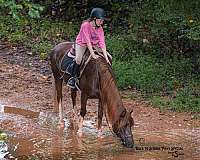 companion-quarter-pony