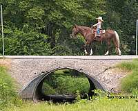 jumping-quarter-pony