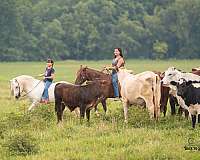 ranch-work-quarter-pony