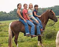 ridden-english-quarter-pony