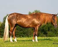 show-quarter-pony