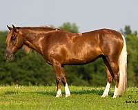 trail-quarter-pony
