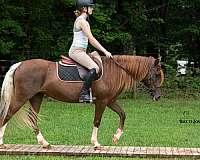trail-riding-quarter-pony