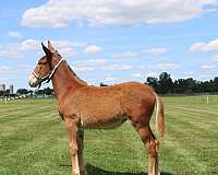 none-horse