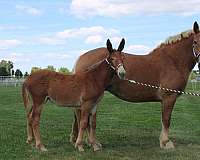 sorrel-none-horse