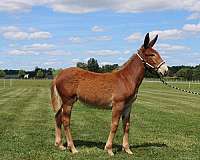 flashy-mule