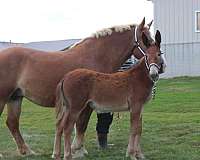 sorrel-mule-filly