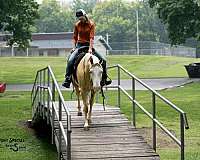 athletic-paint-horse