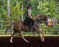 companion-paint-horse
