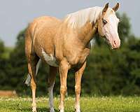 flashy-paint-horse