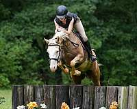 jumping-paint-horse