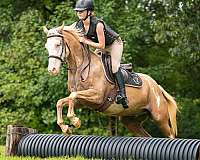 lesson-paint-horse