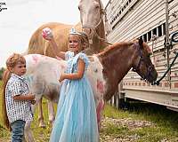parade-paint-horse