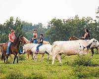 ranch-paint-horse