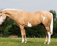 ranch-work-paint-horse
