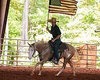 ridden-english-paint-horse