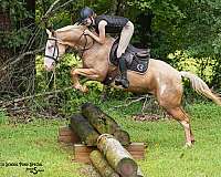 ridden-western-paint-horse