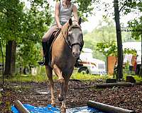show-paint-horse